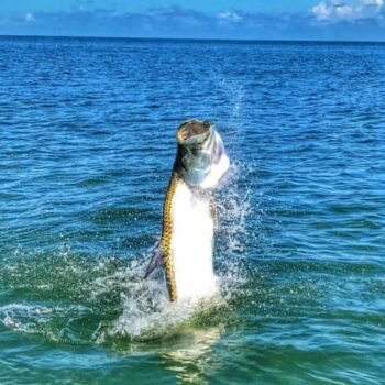 Florida Keys Fly Fishing For Tarpon Florida Keys Fly Fishing tarpon jumping
