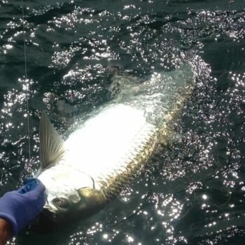Tarpon Fly Fishing Florida Keys Florida Keys fly fishing guide lands big tarpon
